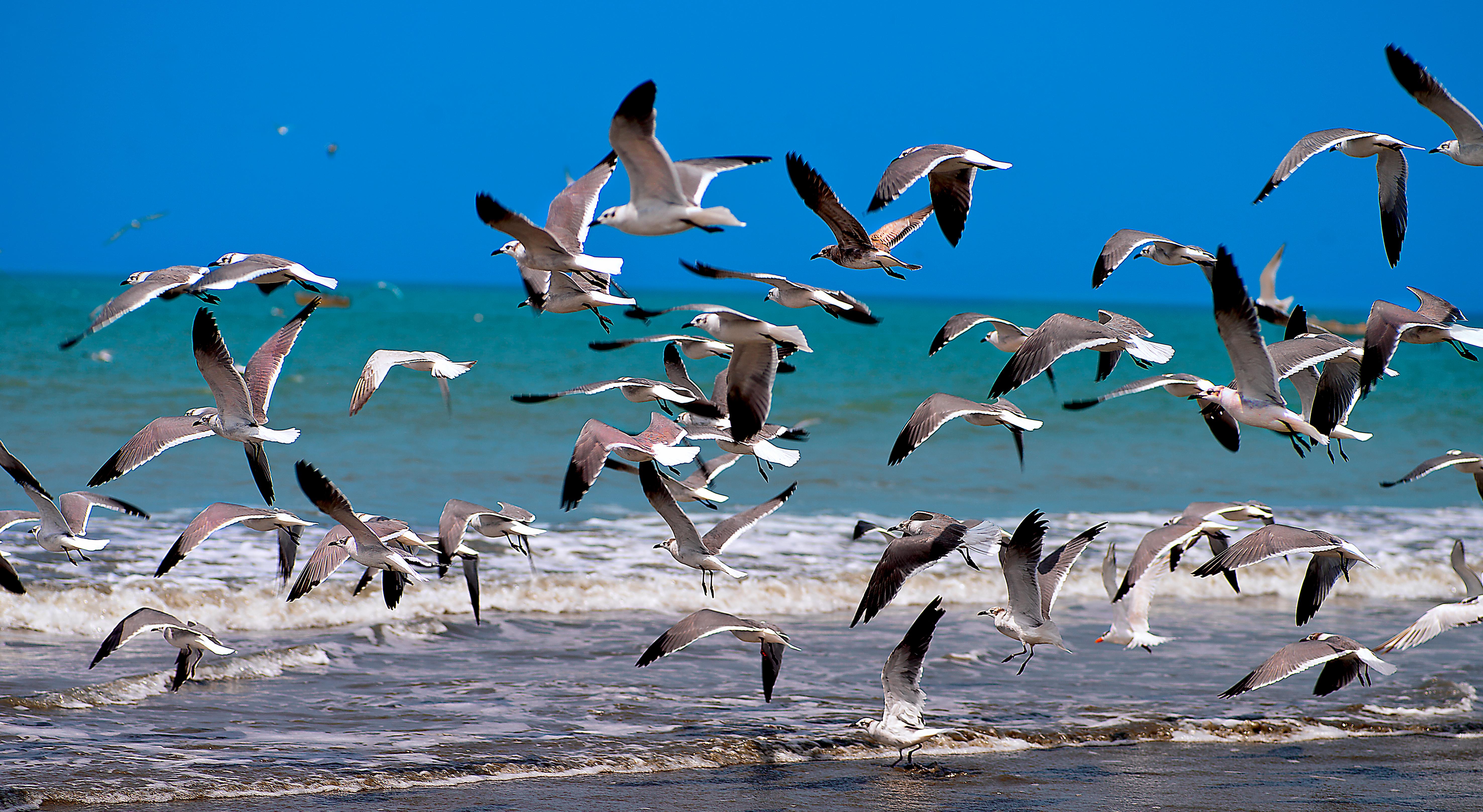 Aranwa Paracas Resort & Spa Extérieur photo Birds at the beach